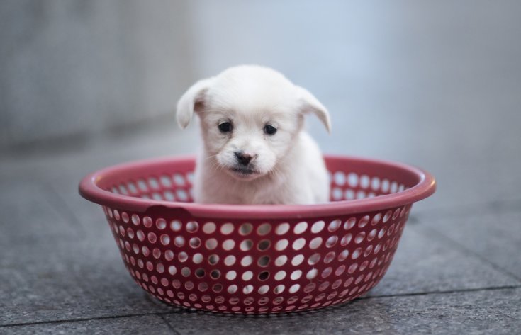 Nigeria: Man arrested for naming his dog Buhari