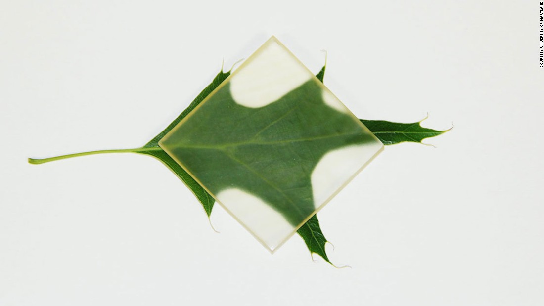 Scientists at the University of Maryland at College Park have chemically enhanced a piece of wood, making it completely see-through. Scientists at the University of Maryland at College Park have chemically enhanced a piece of wood, making it completely see-through.