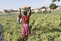 Some farmers harvesting  tomatoes at the farm