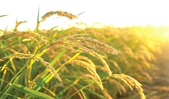 Our country has what it takes to be self-sufficient in rice production
