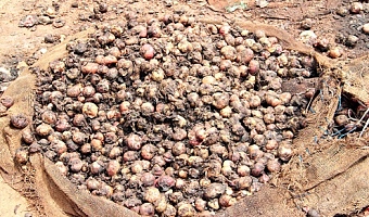 Bulbs of onions left rotten at Adjen Kotoku. Pictures: ERNEST KODZI 