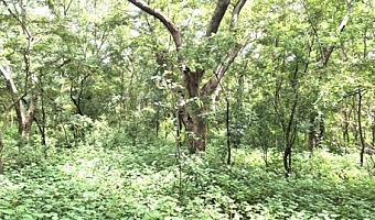 Shaibu Pawuni, the Yiwagu community herbalist