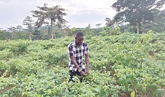 Collins Akonnor, Chairman of Atewa Hotspot Intervention Area in the Eastern Region,  in one of the pepper farms he established with support from funds received from the Ghana Cocoa Forest REDD+ programme
