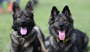 The German Shepherds are said to have been stolen along other State House properties (file photo)