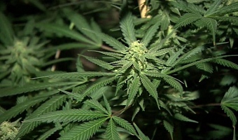 US President Donald Trump expands access to cannabis in the US