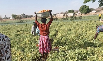 Some farmers harvesting  tomatoes at the farm