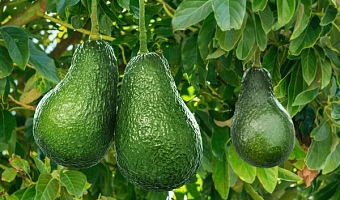 65% of adult Ghanaians cannot afford healthy diets