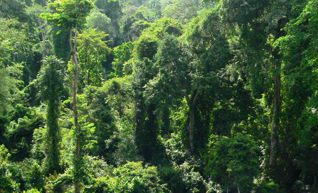 Forest fringe communities tasked to protect forests