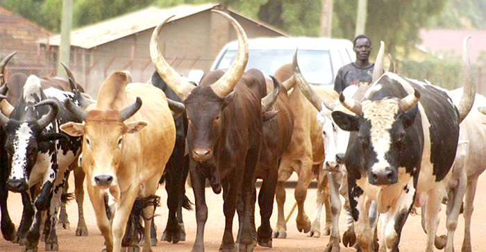A herd of cattle Picture: NII MARTEY M. BOTCHWAY A herd of cattle Picture: NII MARTEY M. BOTCHWAY