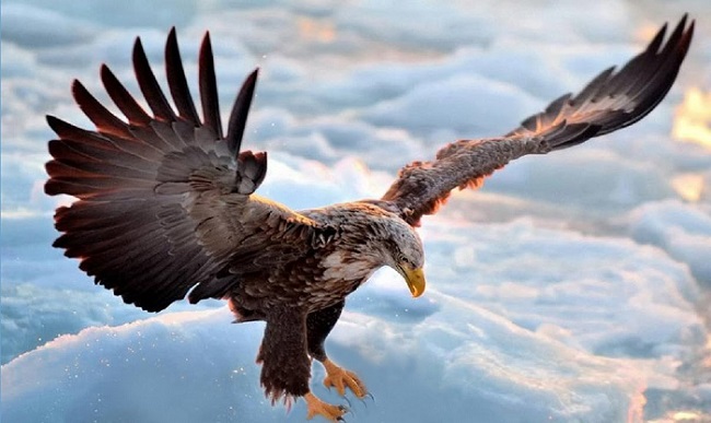 A though without emotion is said to be like a bird without wings