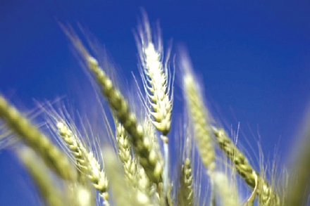 The new genetically modified corn seeds is expected to boost yields The new genetically modified corn seeds is expected to boost yields