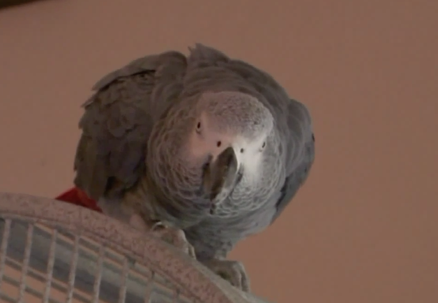 Dead man’s parrot to be witness in murder trial