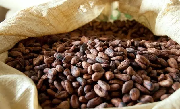 Cocoa farm-gate prices in Nigeria have jumped. Cocoa farm-gate prices in Nigeria have jumped.