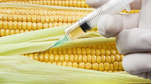 genetically modified crop Relevance of genetic engineering applications in agriculture