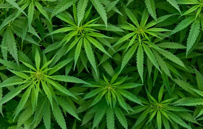 The cannabis plant The cannabis plant