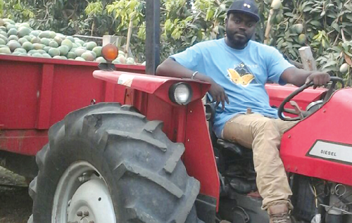 Ishmael Boafo carting the harvested mangoes in his tractor Ishmael Boafo carting the harvested mangoes in his tractor