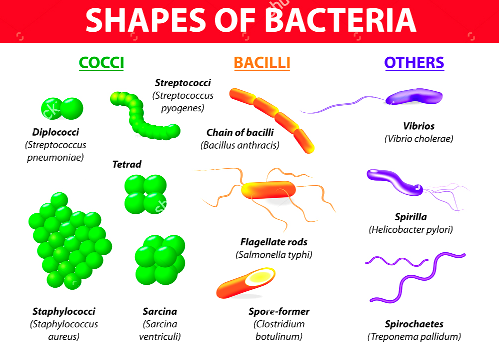 Wicked teeny tiny bugs that feast on human brain!