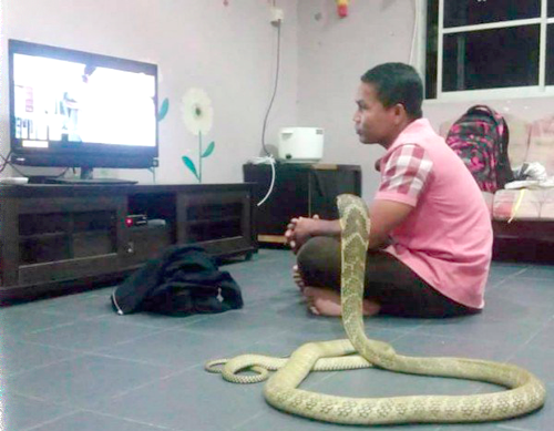 The man goes everywhere with the cobra