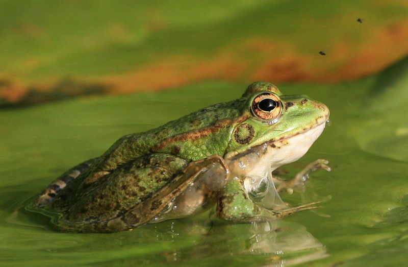 Peru investigates death of 10,000 frogs