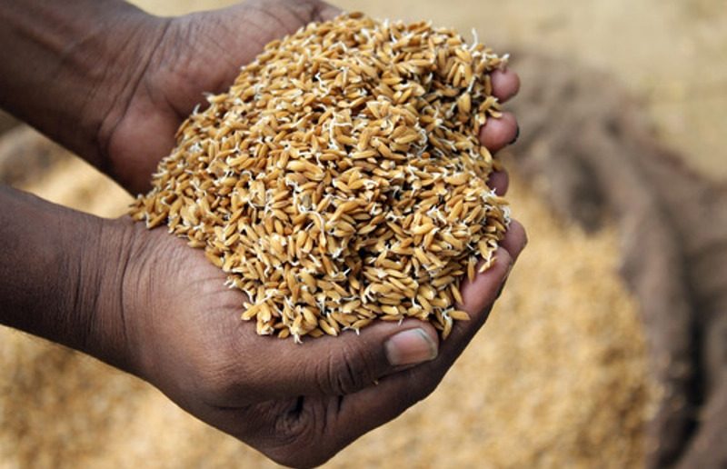 Rice seeds