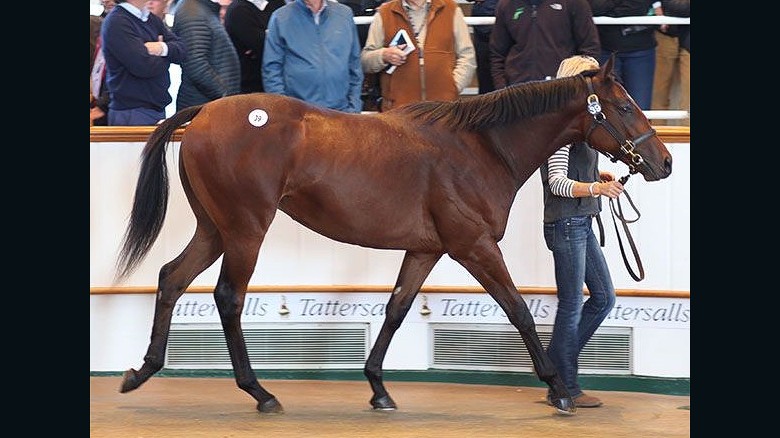 The colt out of Dubawi sold for 2.6m guineas at the Tattersalls October Yearling sales. The $3.2million racehorse that's never run