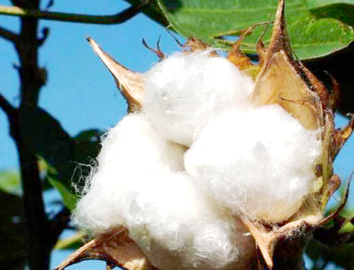 B’Faso leadership in biotech under threat as Nigeria explores Bt cotton opportunities