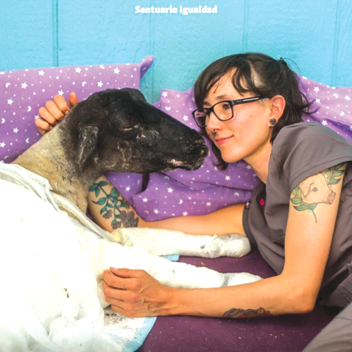 Animals at the Sanctuary get the deserved love Animals at the Sanctuary get the deserved love