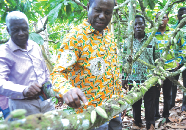 Mr Joseph Boahen Aidoo examining some of the cocoa beans at a farm at Awadua in the Ahafo Ano South District in the Ashanti Region Mr Joseph Boahen Aidoo examining some of the cocoa beans at a farm at Awadua in the Ahafo Ano South District in the Ashanti Region