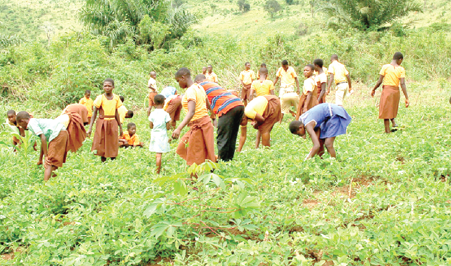 The ‘Food Farms for Schools’ initiative is expected to ensure food security in first and second cycle schools The ‘Food Farms for Schools’ initiative is expected to ensure food security in first and second cycle schools
