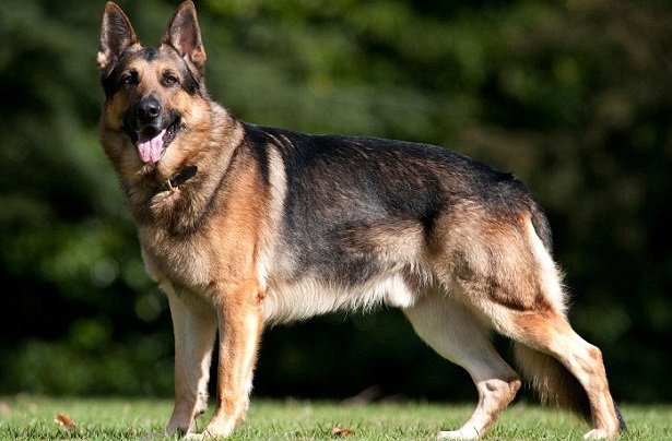 Guard dog kills class one pupil in Takoradi