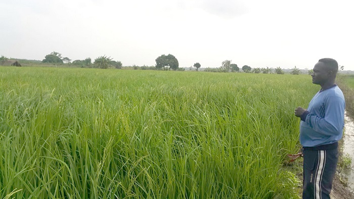 Rice farms at Wheta Irrigation Project Rice farms at Wheta Irrigation Project