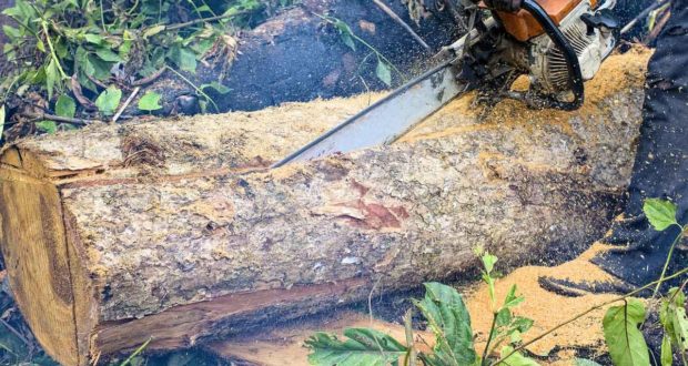 Illegal chain-saw operators