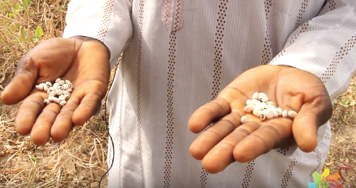 Cowpea is an important source of protein in Africa