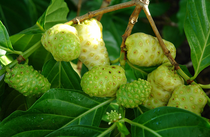 Noni fruits Noni fruits