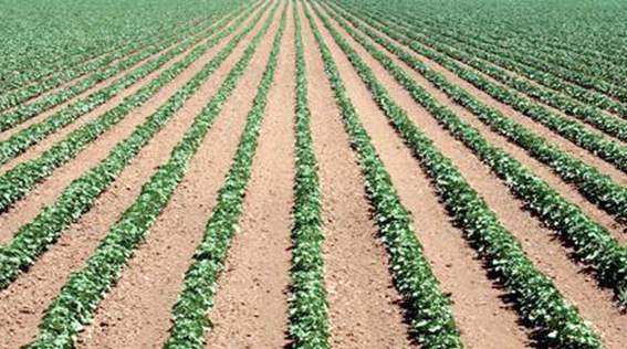 Do genetically modified foods cause cancer?