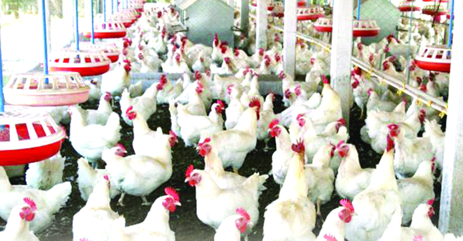Poultry farmers demand speedy help in order to revamp the industry Poultry farmers demand speedy help in order to revamp the industry
