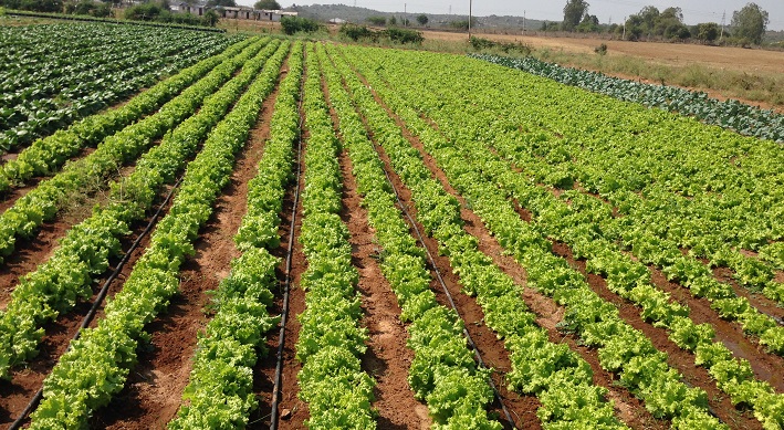 700 Vege farmers join franchise farming scheme