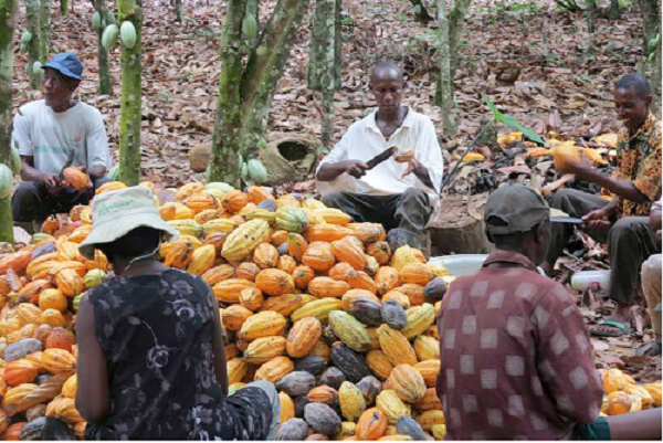 COCOBOD is negotiating with some traditional rulers to release lands for the youth to go into cocoa farming COCOBOD is negotiating with some traditional rulers to release lands for the youth to go into cocoa farming