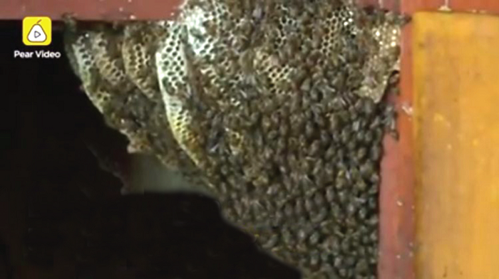 Li viewed the arrival of the bees as a good omen. Li viewed the arrival of the bees as a good omen.