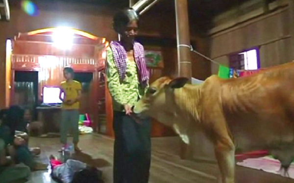 The calf is now a minor celebrity in Cambodia. The calf is now a minor celebrity in Cambodia.