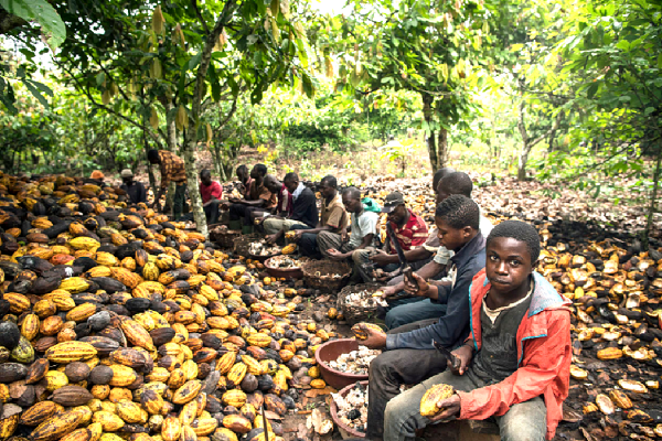 Currently, Cote d’Ivoire and Ghana are the largest producers of cocoa followed by Nigeria and Cameroun Currently, Cote d’Ivoire and Ghana are the largest producers of cocoa followed by Nigeria and Cameroun