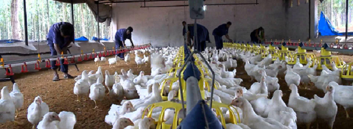 Poultry farmers demand compensation for culled birds Poultry farmers demand compensation for culled birds