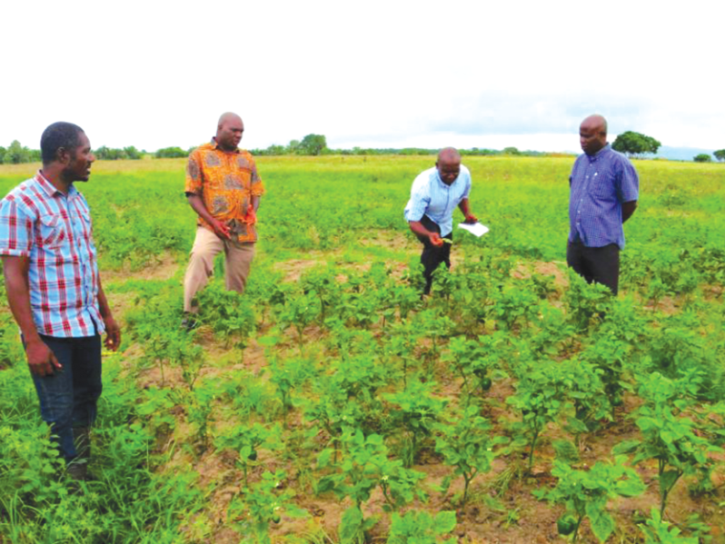 Officials inspecting Mr Addo's sweet pepper farm that has been destroyed by mites