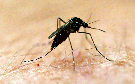 Ghana to pilot world's first malaria vaccine
