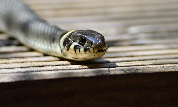 JAMB snake