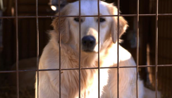 Dog meat