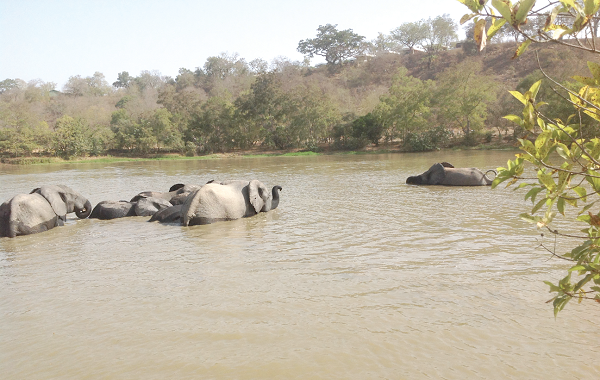 A section of the Mole National Park in Damongo