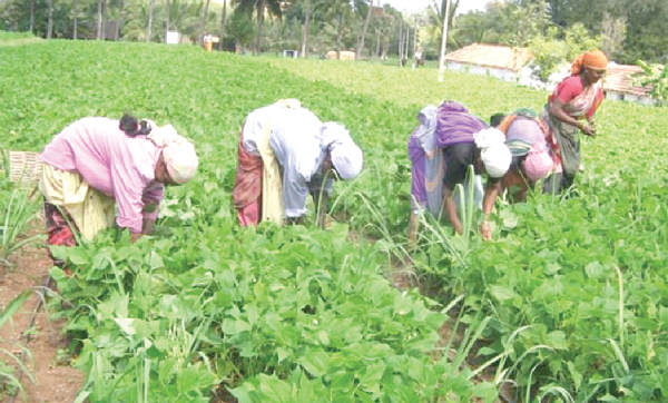 The present and future of the agric sector is in the hands of the government to implement policies to improve the sector and the livelihood of our people The present and future of the agric sector is in the hands of the government to implement policies to improve the sector and the livelihood of our people