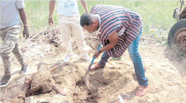 The cow parts being dug out