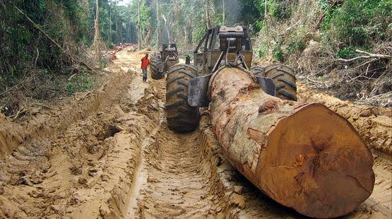 Residents alarmed at destruction of forest reserve